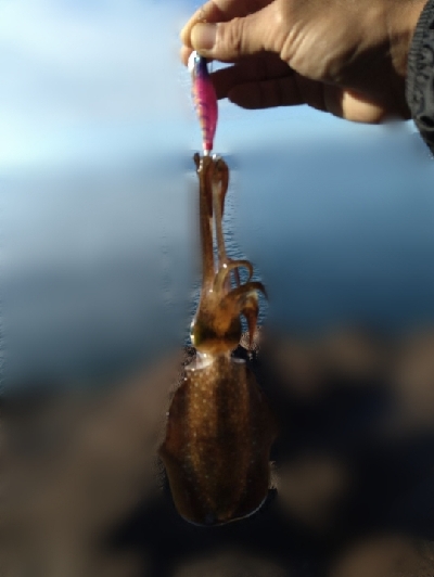 サイトフィッシング